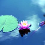 Understanding Holistic Medicine