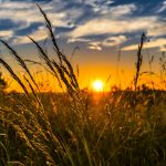 Pranic Living: Is It Really Possible to Live Without Food?