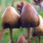 Spirituality and Drugs