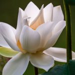 Finding Inner Peace: the Cultivation of Love