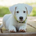 Animals, Pets, and Spirituality