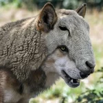 A Wolf in Sheep’s Clothing: The Importance of Discernment